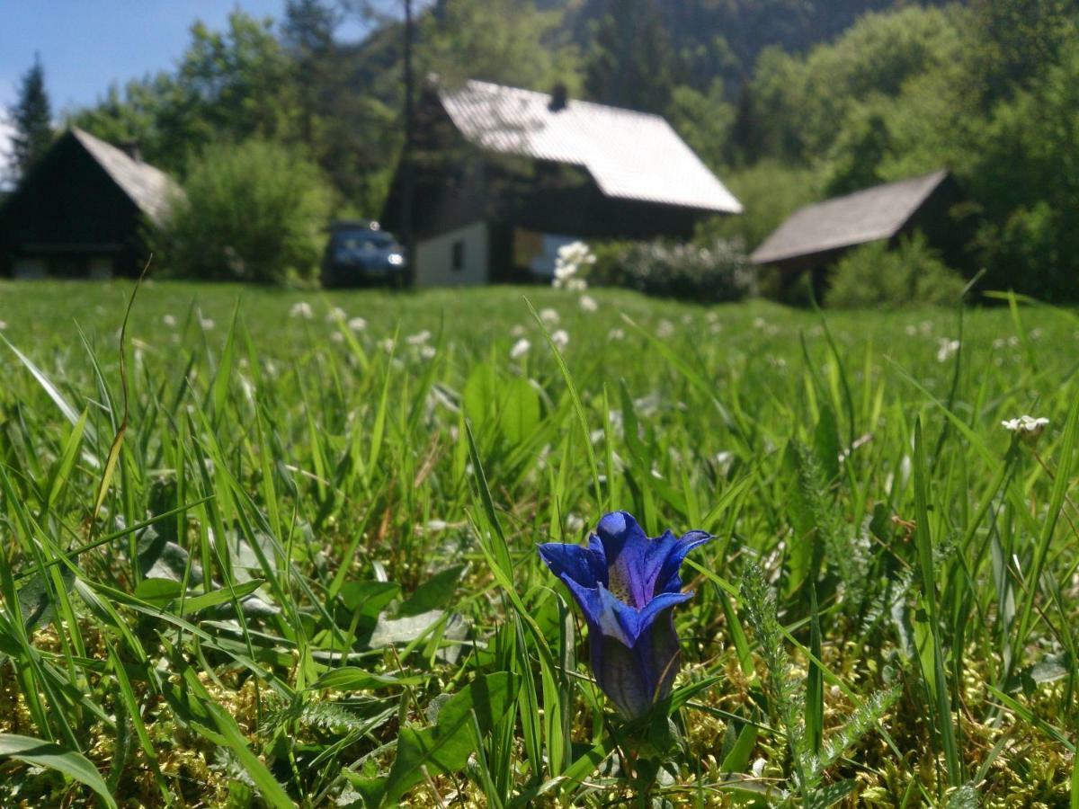 Apartmaji Zupancic Bohinj Buitenkant foto